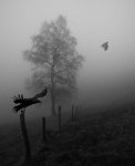 422 - LES OISEAUX - JOLY DOMINIQUE - france <div : 09, 2017, Ariége, Joly dominique, Midi Pyrénées, N&B, arbre, hiver, landscape, nikon D750, noir et blanc, paysage, sous bois